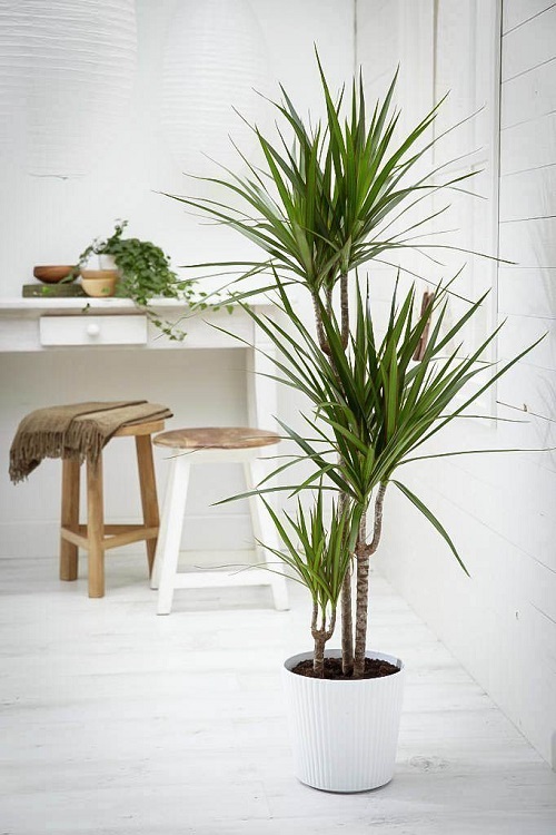 Indoor Plants for Minimalist Homes 4