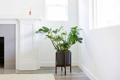 Best Indoor Plants for Apartments 12