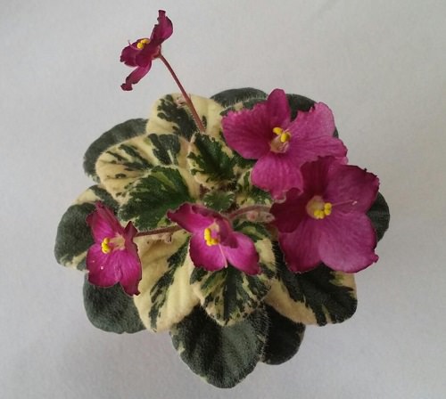 Types of African Violets 6