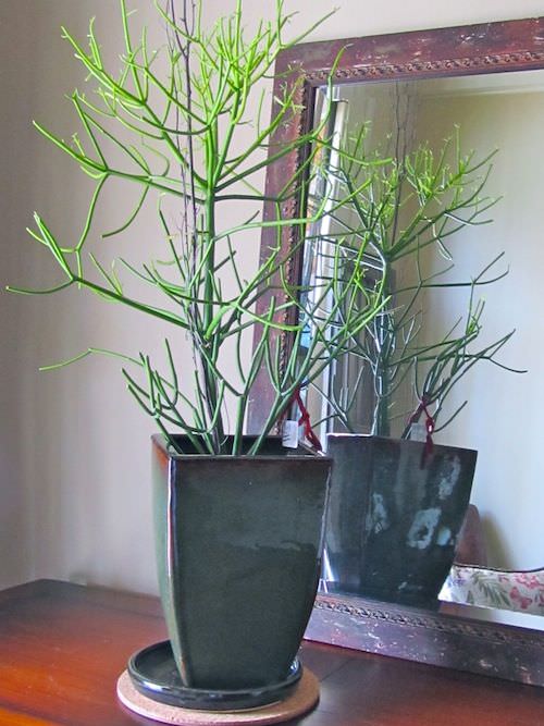Weird Houseplants You Can Grow Indoors 4