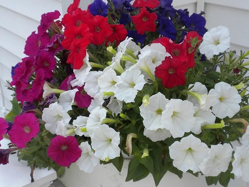 Types of Petunias for Hanging Baskets