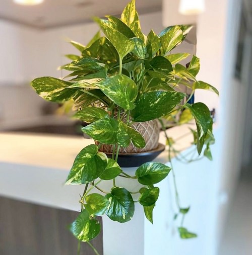 Best Indoor Plants for Apartments