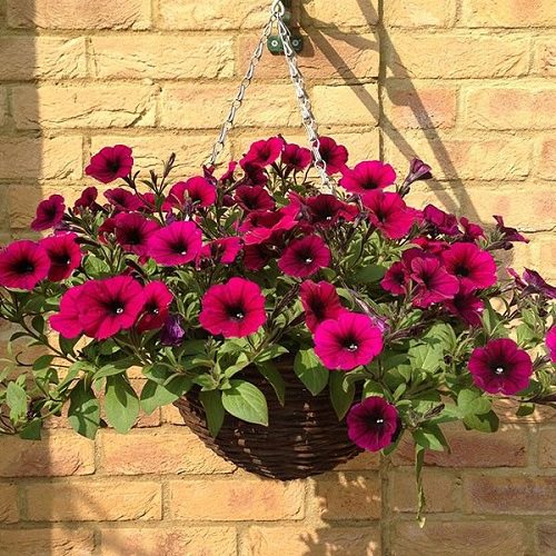 Types of Petunias for Hanging Baskets 2
