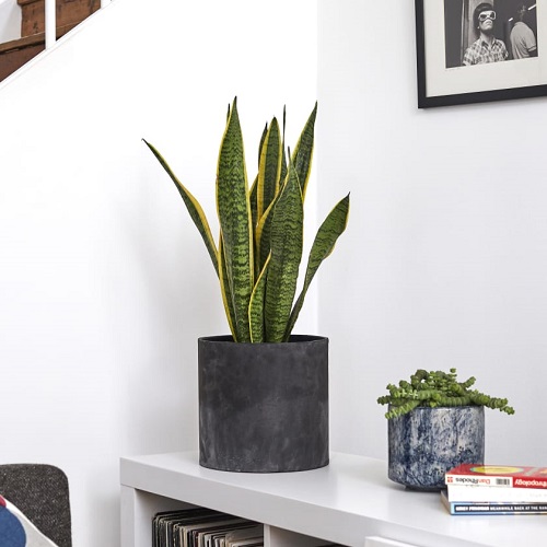 Indoor Plants for Minimalist Homes