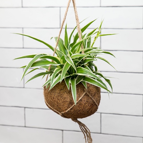 Best Indoor Plants for Apartments 2