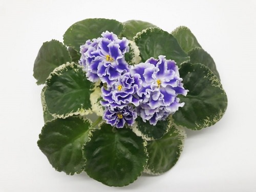 Types of African Violets 3