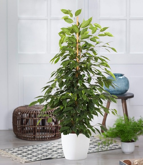 Indoor Trees for Your Living Room 3