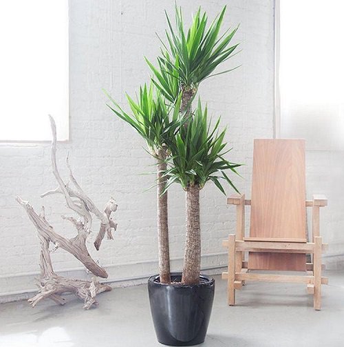 Indoor Trees for Your Living Room 2