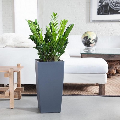 Best Indoor Plants for Apartments 7