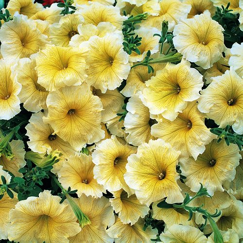 Types of Petunias for Hanging Baskets 6