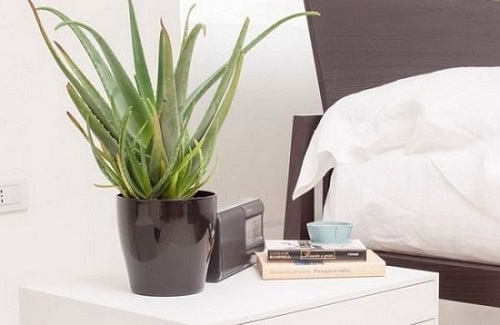 Sleep Better with the Help of These Plants 2