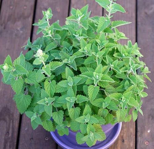 Best Mosquito Repellent Plants For Home and Garden 4