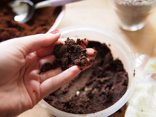Are Coffee Grounds Good for Succulents
