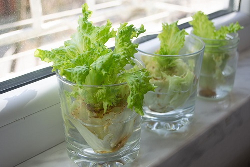 How to Grow Lettuce at Home Easily in India