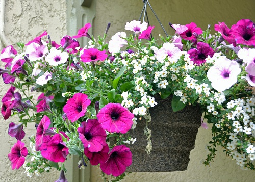 Secrets of Growing Flowers in Hanging Baskets