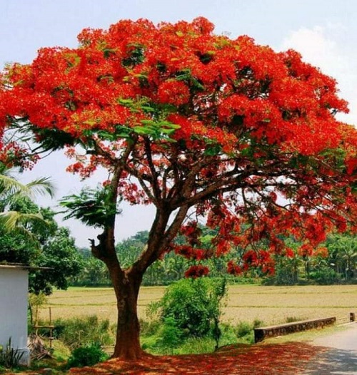 Best Flowering Trees in India