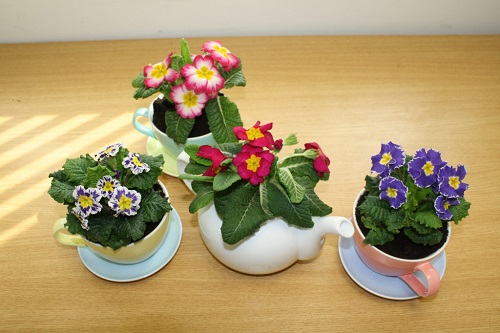 DIY Mini Teacup Gardens and Planters 3