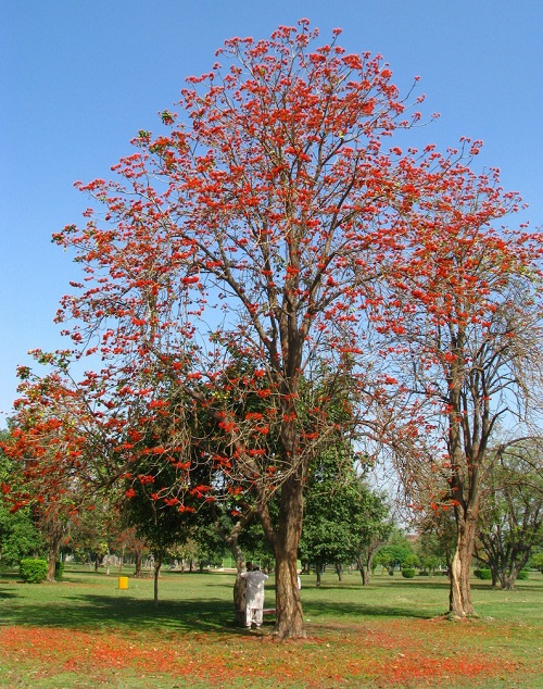 Best Flowering Trees in India 5
