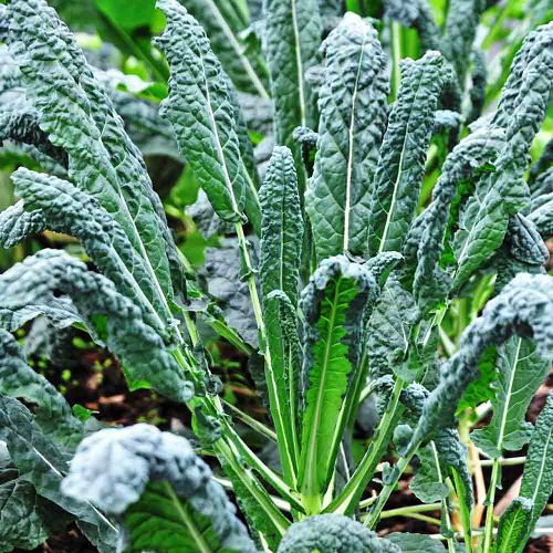 Fastest Growing Vegetables in India 5