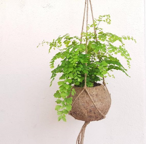 Unexpected Plants for Your Hanging Garden 6