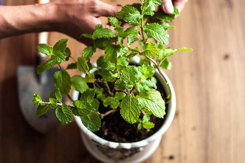 Best Herbs to Grow in Winters 2