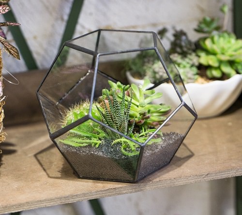 Gifts for Succulent Lovers 3