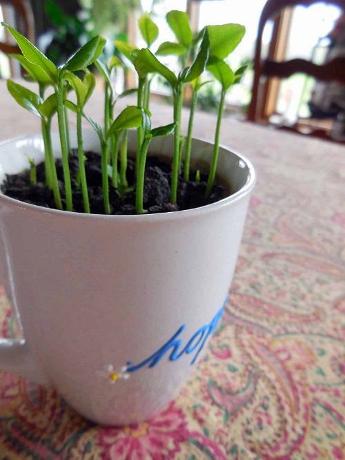 How to Plant a Lemon in a Cup