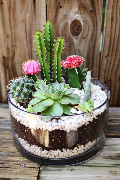 Mini Succulent Gardens for Small Spaces