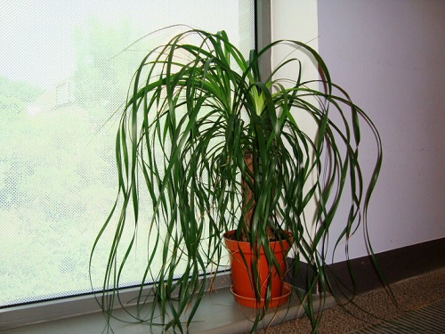 Plants for Terracotta Pots 3