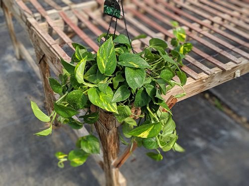 Unexpected Plants for Your Hanging Garden 4