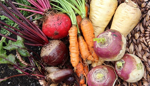 Tips for Growing Root Vegetables