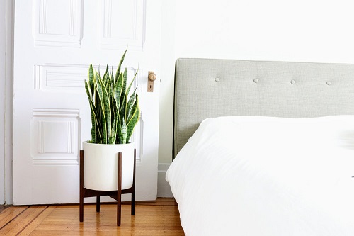 Sleep Better with the Help of These Plants 3
