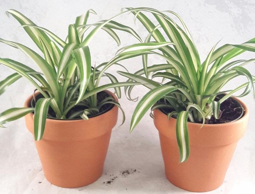 Plants for Terracotta Pots 5