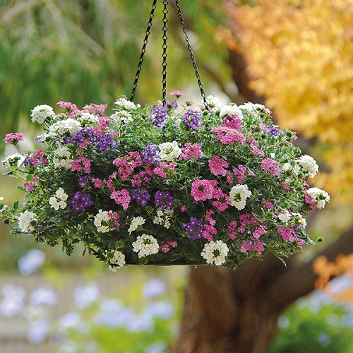 Unexpected Plants for Your Hanging Garden