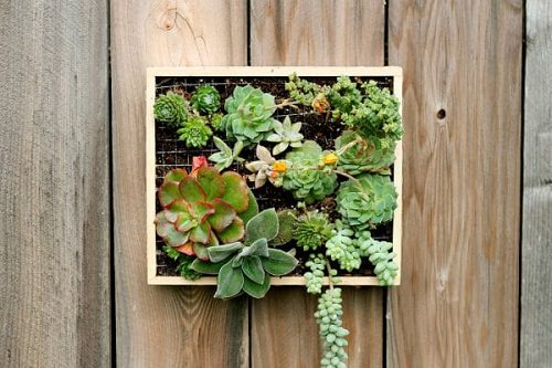 Gifts for Succulent Lovers 2