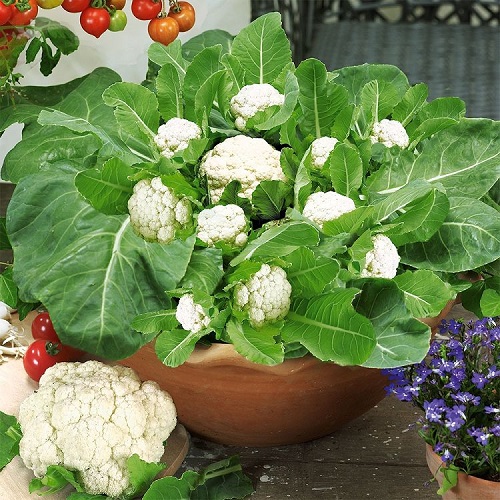 Winter Vegetables to Grow in Pots 11