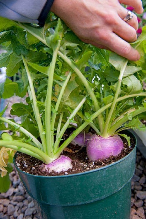 Winter Vegetables to Grow in Pots 9