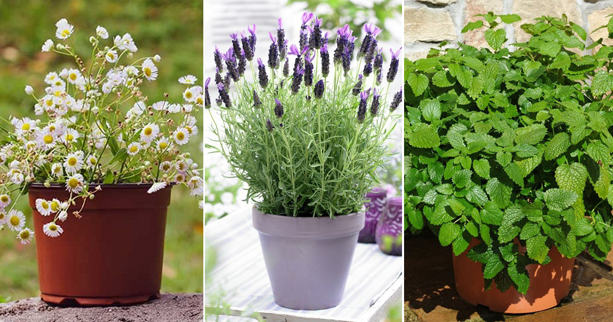 10 Herbs To Help You Relax Best Herbs For Anxiety And Stress