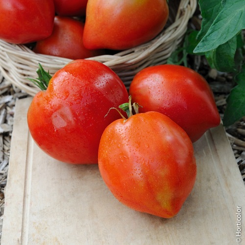 Large Roma Tomato Varieties 3