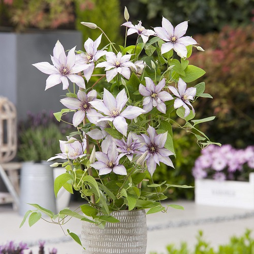 Tips for Growing Clematis
