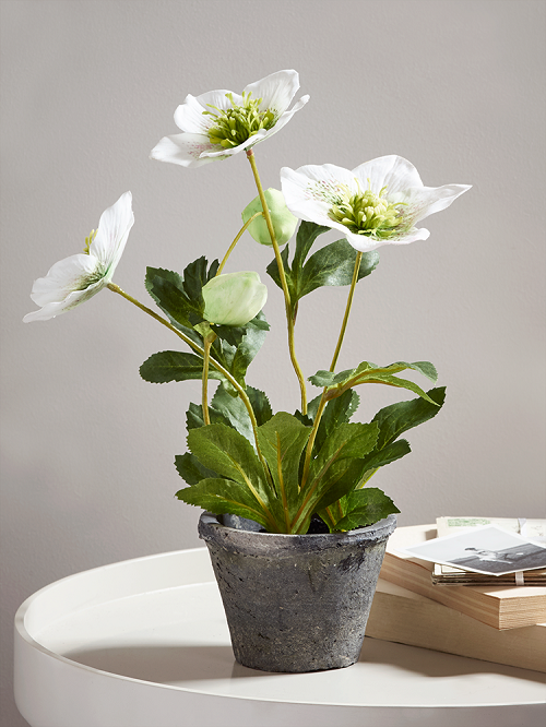 How to Grow a Hellebore Plant Indoors