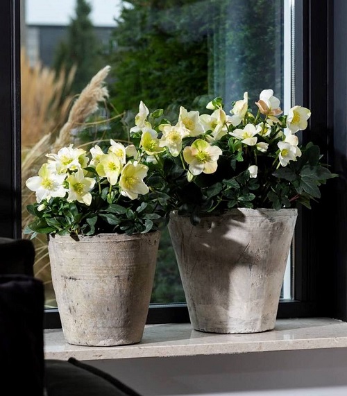 How to Grow a Hellebore Plant Indoors 2
