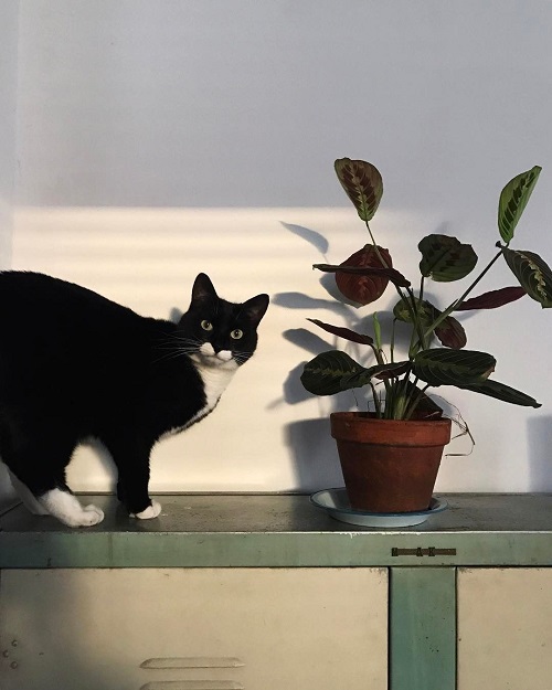 Variegated Plants Safe for Cats 2