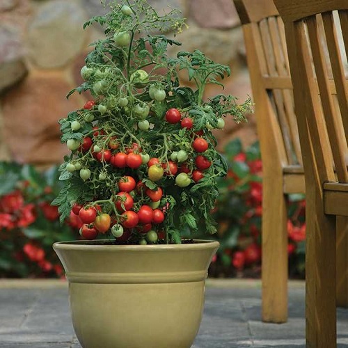 How to Grow Roma Tomatoes in Pots