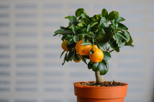 How to Grow Satsumas from Seeds Indoors