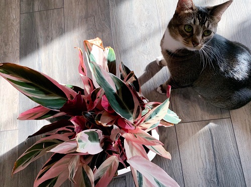 Variegated Plants Safe for Cats 6