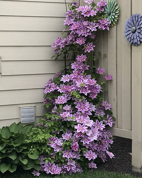 Tips for Growing Clematis 2