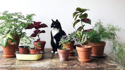 Variegated Plants Safe for Cats