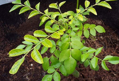 How to Grow Curry Leaf Plant from Cuttings in India 2