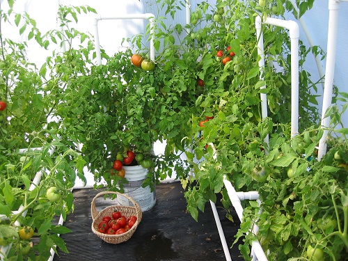 How to Cultivate Off-Season Tomatoes in Greenhouse